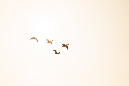 Four Canada Geese in flight backlit by the morning sunshine