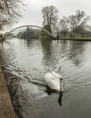 Naklejka premium Swan on River Great Ouse in Bedford with suspension bridge