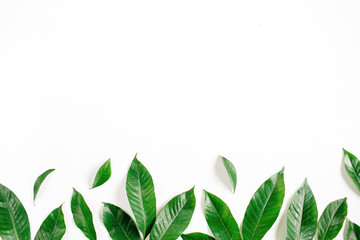 Header. Green leaves on white background. Flat lay, top view. Floral composition