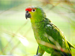 Perroquet © photoloulou91