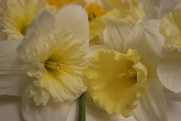 Bouquet of narcissus
