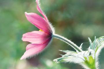 Close-up horizontal photo of pink Pasque flower (also called Pulsatilla, Anemone) in spring...