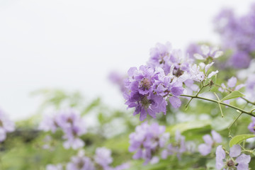 Lagerstroemia on the background blurred .