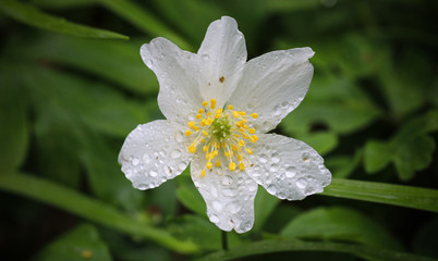 Blüte eines Buschwindröschens mit Regentropfen