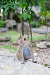 Monkey sitting on street