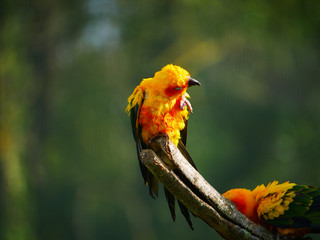 Perroquet © photoloulou91