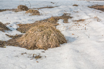 Snow in the wood in the spring. The last snow in the wood.