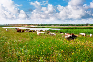 Goats grazing in the fields .