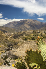 Naklejka premium Agricultural terraces and Colca river. Arequipa, Peru
