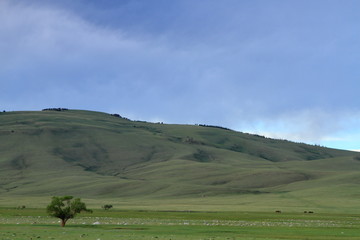 Lone tree in the mountains