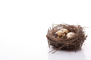 Naklejka premium Quail eggs in a nest.