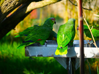 Perroquet © photoloulou91