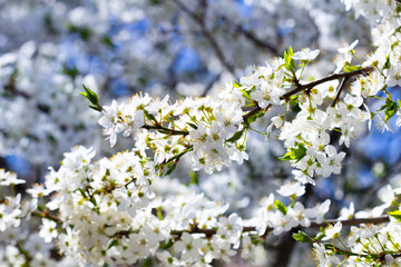 Cherry white flowers trees brunch. Nature close up macro background. 