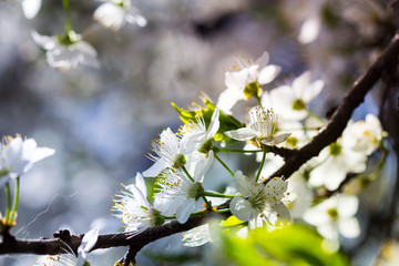 Cherry white flowers trees brunch. Nature close up macro background. 
