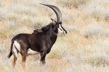 Small group of mature Sable antelope on a farm in South Africa