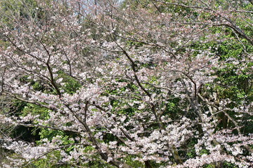 桜の木