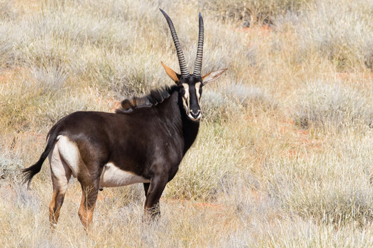 Small group of mature Sable antelope on a farm in South Africa