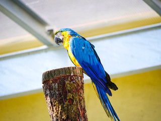 Perroquet © photoloulou91