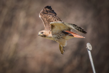 Red Tailed Hawk  
