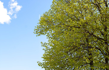 Beautiful blue sky and green tree with a plane in the background