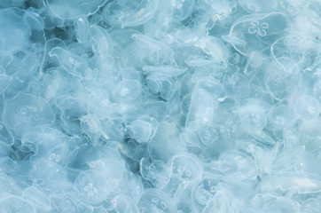 Obraz premium A large number of jellyfish alive and dead.