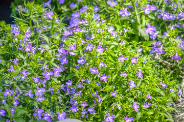 lobelia flower purple