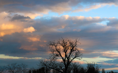 Fototapeta na wymiar Beautiful tree against colorful sky