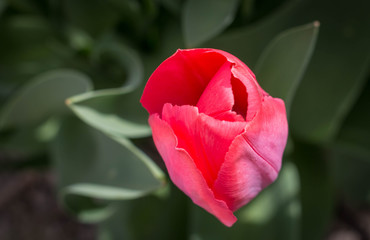 Beautiful tulip at spring