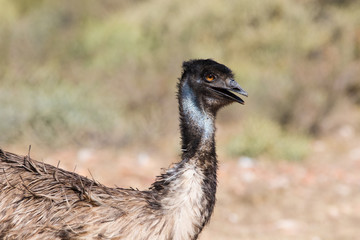 Close up image of an Emu walking in nature