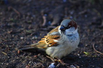 sparrow