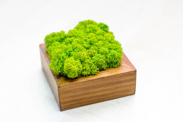 Beautiful moss on wood. home decor