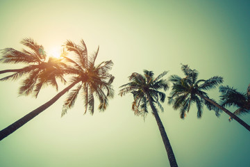 Coconut palm tree on beach in summer with vintage effect.