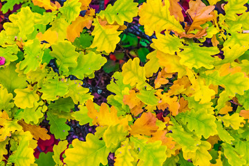 Naklejka na ściany i meble Background of bright beautiful autumn leaves, nature wallpaper