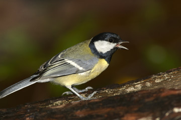 Great tit