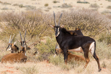 Small group of mature Sable antelope on a farm in South Africa