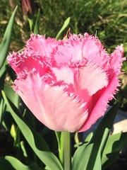 tulip R002