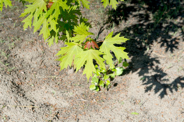 Beautiful fresh spring leaves of maple tree