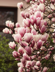 Kwitnące Magnolie © mycatherina