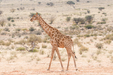 Close up image of a giraffe walking in the wild