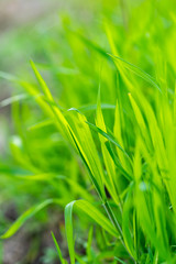 Beautiul macro of grass