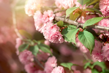 Flowering, blooming cherry branch, beautiful flowering in spring - flowering cherry branch bathed in sunlight