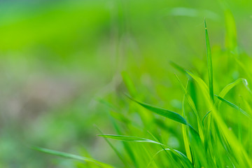 Beautiul macro of grass
