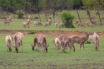 Deer without horns graze on the farm. Animals