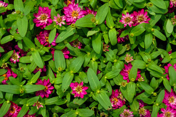 Colorful Dahlia flower blooming among green leaves background