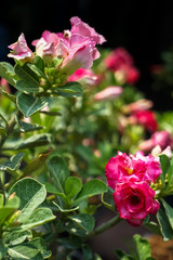 Pink color Desert rose or Adenium Obesum  blooming with blur background on sunshine day