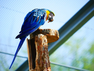 Perroquet © photoloulou91