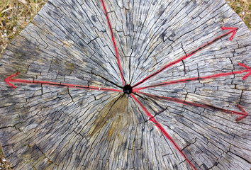 Trunk Section with Red Radial Arrows