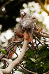 Fantastic gray iguana sitting in the top of a bush.