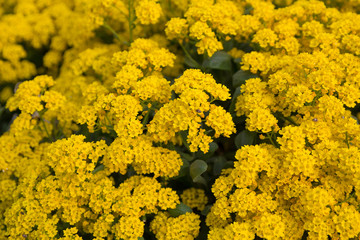 Blossoming Alissum (the Alison, Gmelina) in the garden. Flowers