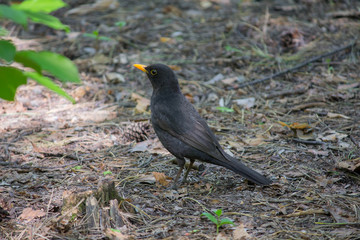 Blackbird with a yellow beak on the ground. Birds